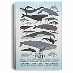 Whale Wall Decor Nursery Gallery Wrapped Framed Canvas - The Order Cetacea Unframed Poster, White, 0.75'' Framed Canvas