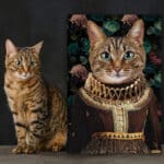 The Dame - Custom Pet Drawing Canvas Poster - Personalized Pet Portrait Decor Wall Art